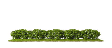 Cutout row shrubs bushes on grass 3d rendering file png