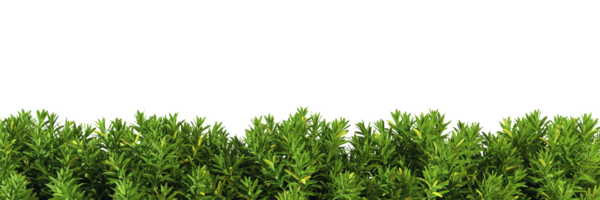 Shrubs green plants fence line cut out backgrounds 3d rendering file png