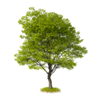 Tree cut out isolated transparent background 3d rendering png