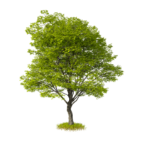 arbre Couper en dehors isolé transparent Contexte 3d le rendu png