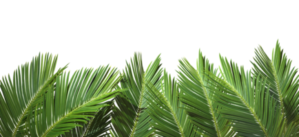 Realistic palm leaves group foregrounds cut out transparent backgrounds 3d rendering png