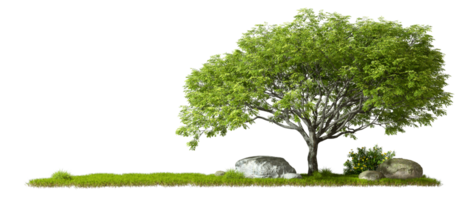 Cut out trees lay out copy space transparent backgrounds 3d render png