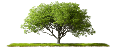 sempre-verde natureza grande árvores em pé em Relva com sombrinha cortar Fora transparente fundos 3d ilustração png
