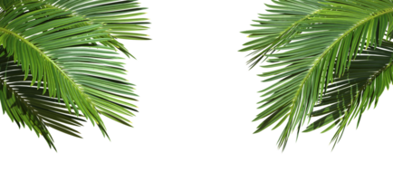 Palm leaf trees cut out backgrounds 3d illustration file png