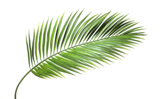 Green palm branch leaves shapes cutout transparent backgrounds 3d rendering file png