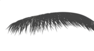 Datei realistisch Schatten Schatten Palme Blätter Schnitt transparent Hintergründe 3d machen png