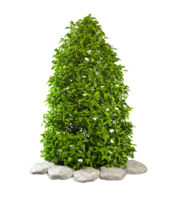 Evergreen bush green tree shape isolated backgrounds 3d rendering file png