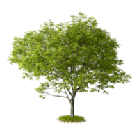 Cut out tree shape on grass isolated background 3d render png