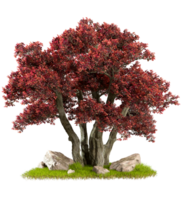 Autumn large tree composition design on green grass cut out transparent backgrounds 3d rendering png