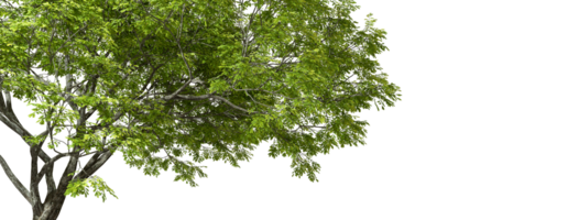 Green tree isolated transparent backgrounds 3d rendering png