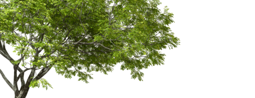 Green tree isolated transparent backgrounds 3d rendering png