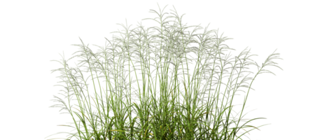 Cut out prairie grass field 3d rendering file png