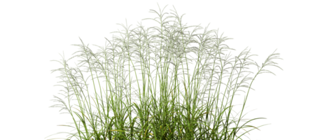 Cut out prairie grass field 3d rendering file png