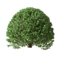 Decorative form green shrubs tree shapes isolated transparent backgrounds 3d rendering png