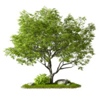 Cut out single green tree shape on grass isolated on transparent backgrounds 3d rendering png