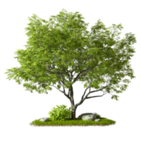 Cut out single green tree shape on grass isolated on transparent backgrounds 3d rendering png