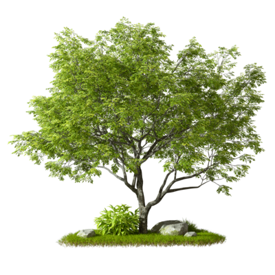 Tree Transparent Background PNGs for Free Download