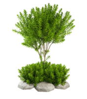 Shrub rainforest growth realistic shape cut out backgrounds 3d rendering file png