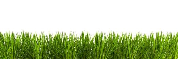 Greenery nature grass meadow landscaping cut out transparent backgrounds 3d rendering file png