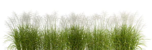 groen gras veld- weide besnoeiing uit achtergronden transparant 3d renderen het dossier png