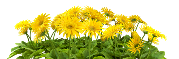 Yellow flowery nature beauty cut out tranparent backgrounds 3d rendering png