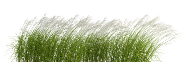 Natur Gras Wiese fließen Schnitt aus Hintergründe 3d Rendern Datei png