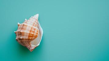 A single seashell, delicately placed against a colored background, captures the essence of the ocean photo