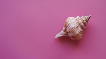 A single seashell, delicately placed against a colored background, captures the essence of the ocean photo