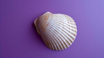 A single seashell, delicately placed against a colored background, captures the essence of the ocean photo