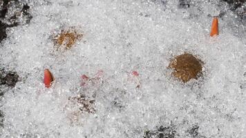 Footage of snow melting in spring, flowers and rabbit poop under the snow. Time lapse video