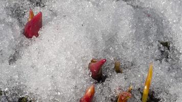 Time lapse of snow melting on the soil where the first flowers grow. Spring concept. Primroses grow video