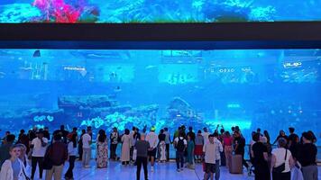Emirati Arabi Uniti, dubai - unito arabo Emirates 01 aprile 2024 dubai centro commerciale acquario guardando, folle ammirare il vivace marino vita a un' grande interno acquario nel un' dubai shopping centro commerciale. video