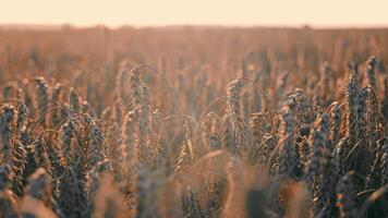 Golden wheat close-up at twilight, Close-up of wheat ears bathed in golden twilight, symbolizing harvest and growth. video