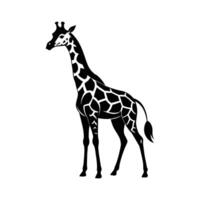 A giraffe with a black and white drawing on white background vector