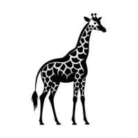 A giraffe with a black and white drawing on white background vector