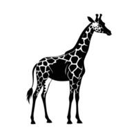 A giraffe with a black and white drawing on white background vector