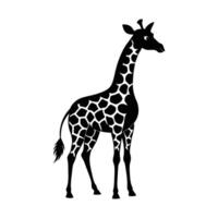 un jirafa con un negro y blanco dibujo en blanco antecedentes vector