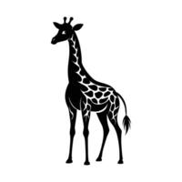 A giraffe with a black and white drawing on white background vector