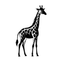 A giraffe with a black and white drawing on white background vector