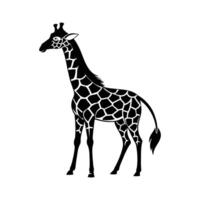 A giraffe with a black and white drawing on white background vector