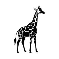 A giraffe with a black and white drawing on white background vector