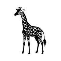 A giraffe with a black and white drawing on white background vector