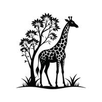 A giraffe with a black and white drawing on white background vector