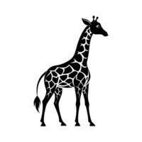 A giraffe with a black and white drawing on white background vector