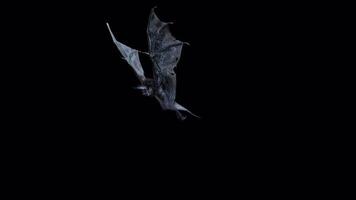 animation de en volant noir chauve souris. video