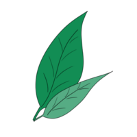 Simple Green Leaves Drawing png