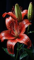 Lily red flower blossom decoration plant wallpaper photo