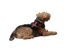 Curious airedale terrier dog looking back png