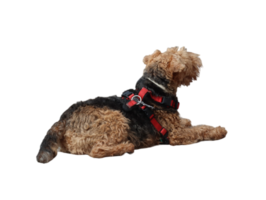 nyfiken airedale terrier hund ser tillbaka png