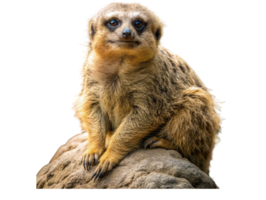 Close-up of a vigilant meerkat perched on a rock in a natural setting png